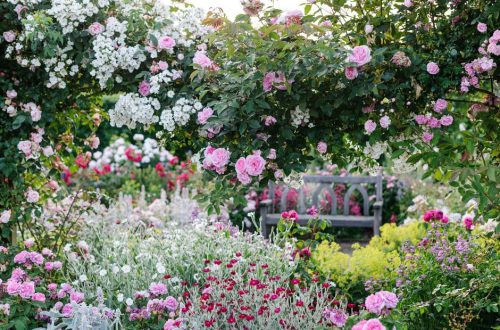 Tuinplanten voor zonnige gebieden