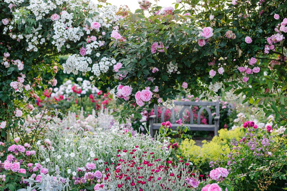 Tuinplanten voor zonnige gebieden